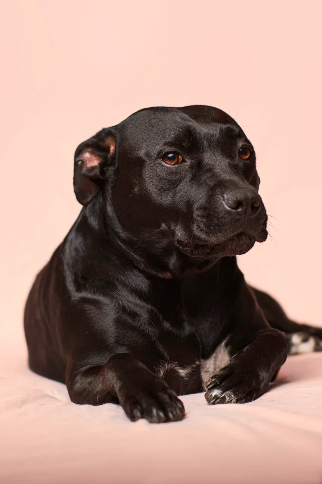 Renforcez le lien avec votre chien à travers des activités