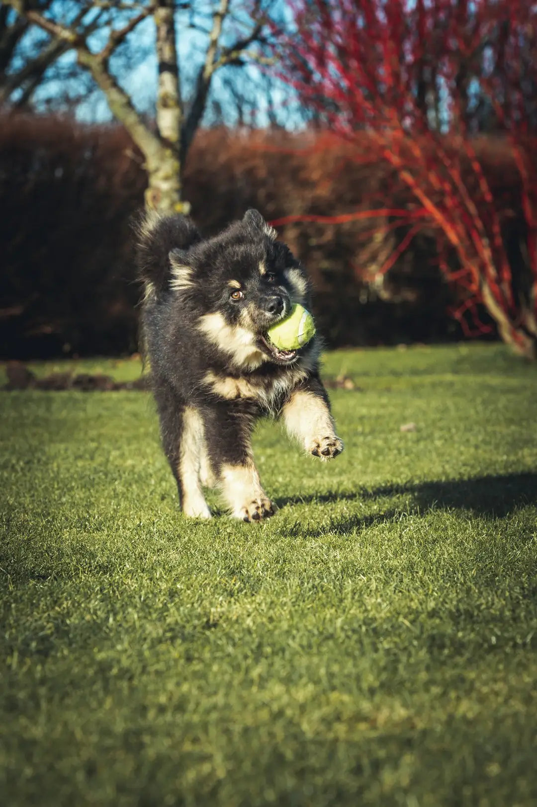 Renforcez le lien avec votre chien : Les meilleurs conseils