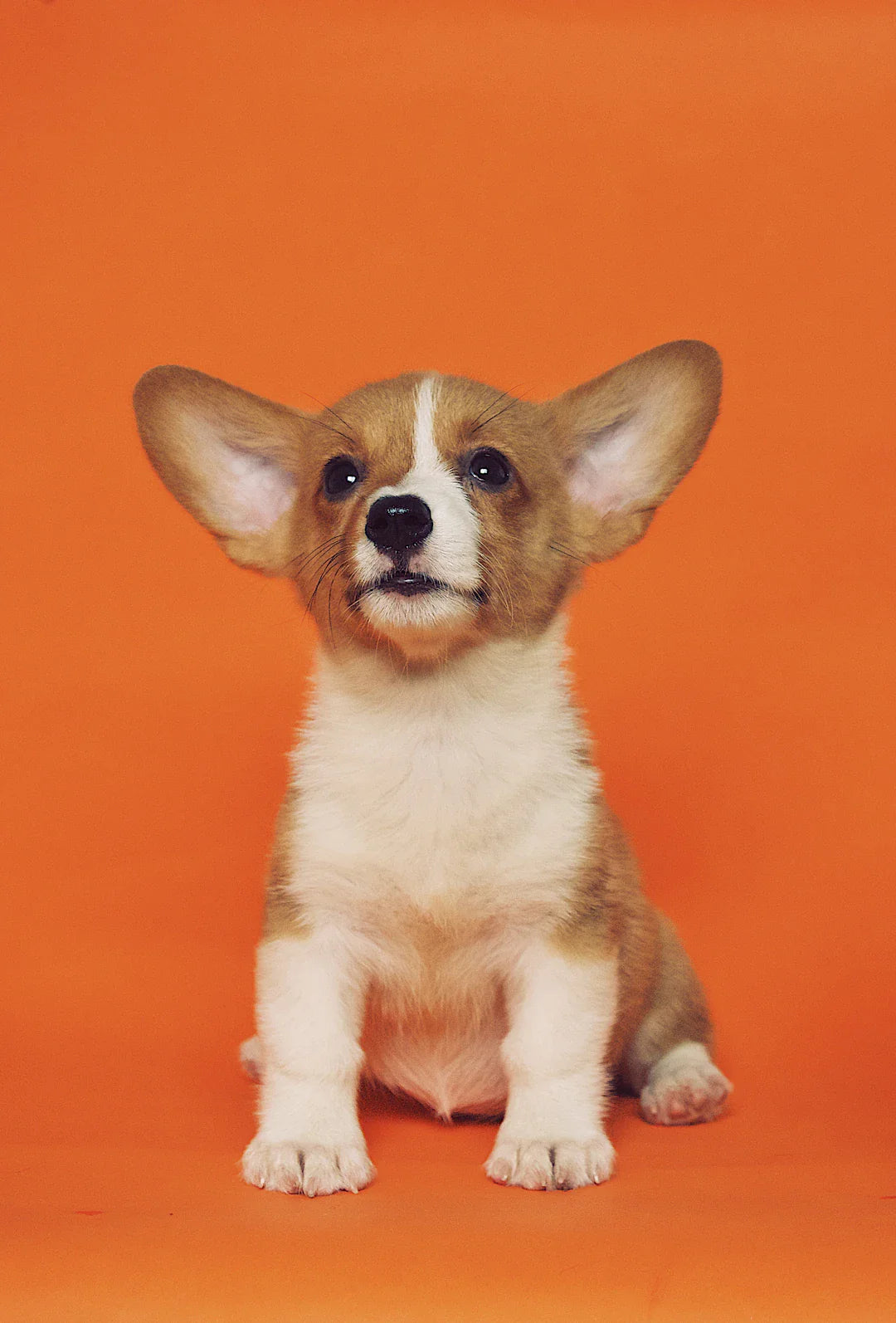 Socialisez votre chien avec d'autres animaux facilement
