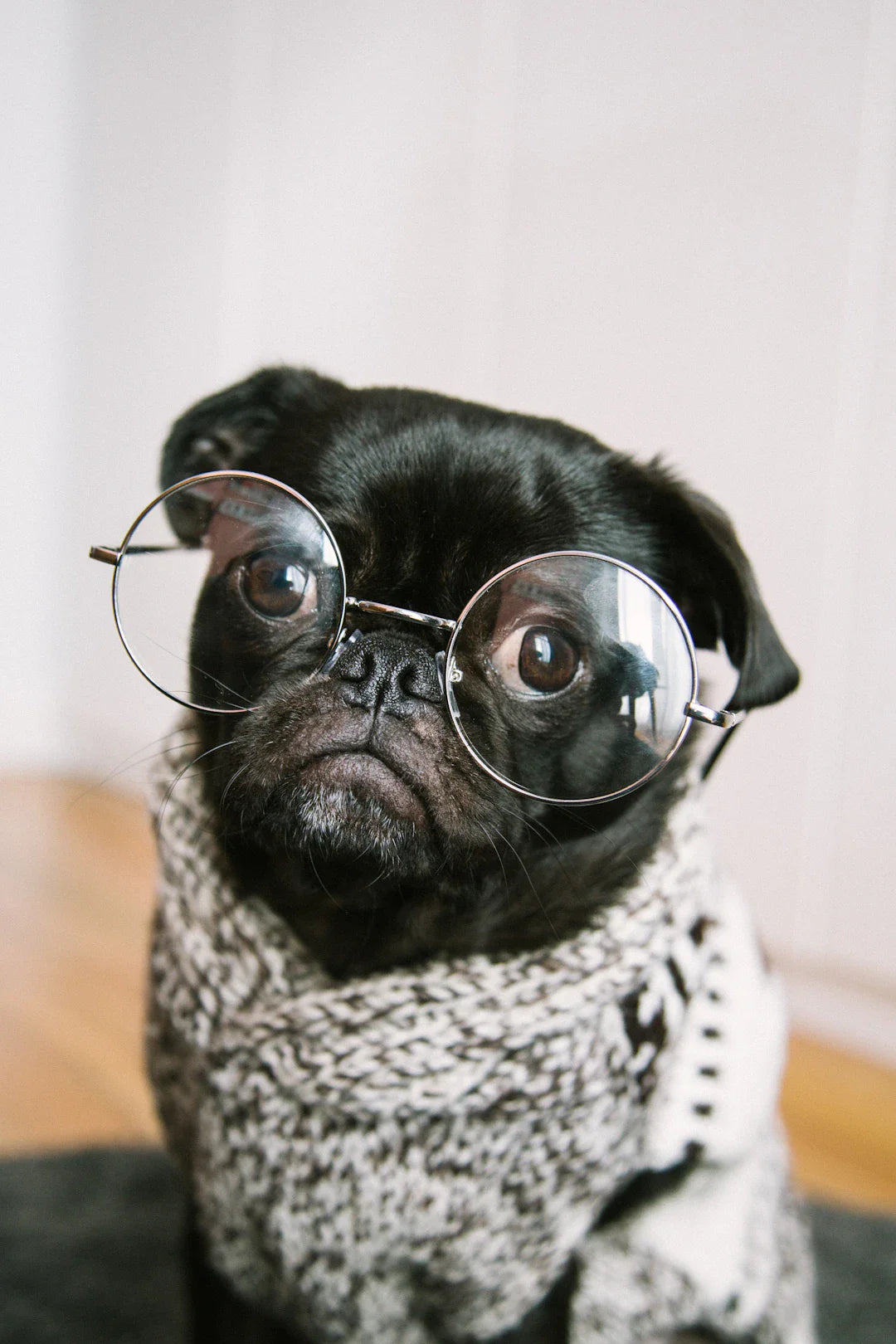 Tirez le meilleur de votre chien avec des jeux divertissants