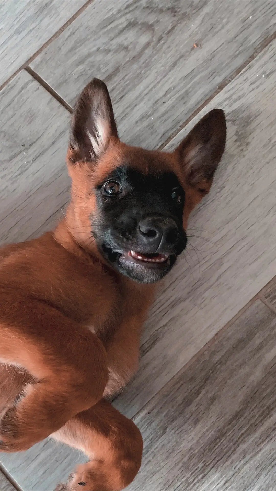 Drago malinois pipi