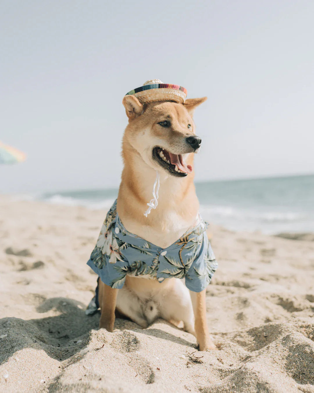 Vêtements confortables pour montrer votre amour aux chiens