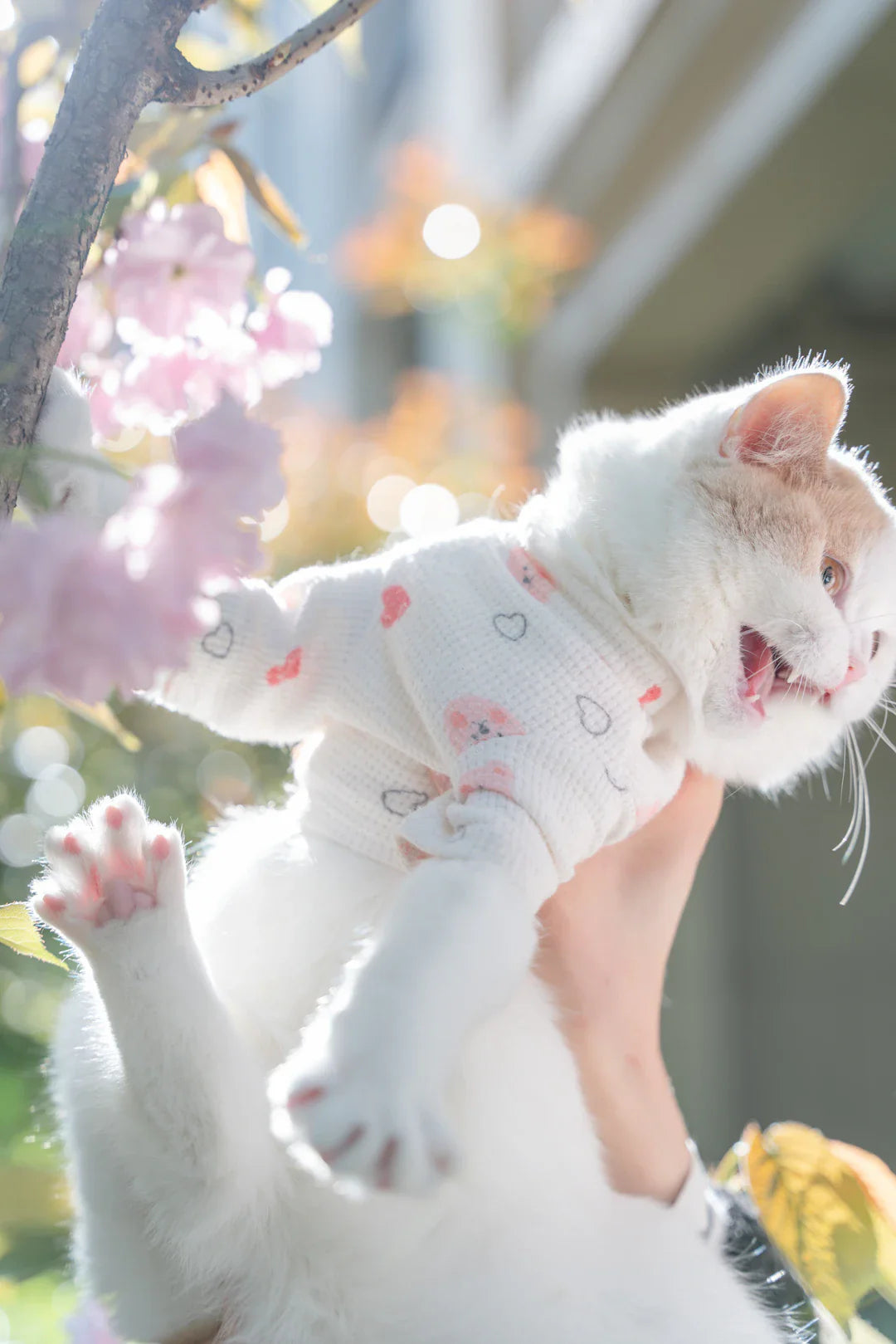 Vêtements en coton pour les passionnés de félins