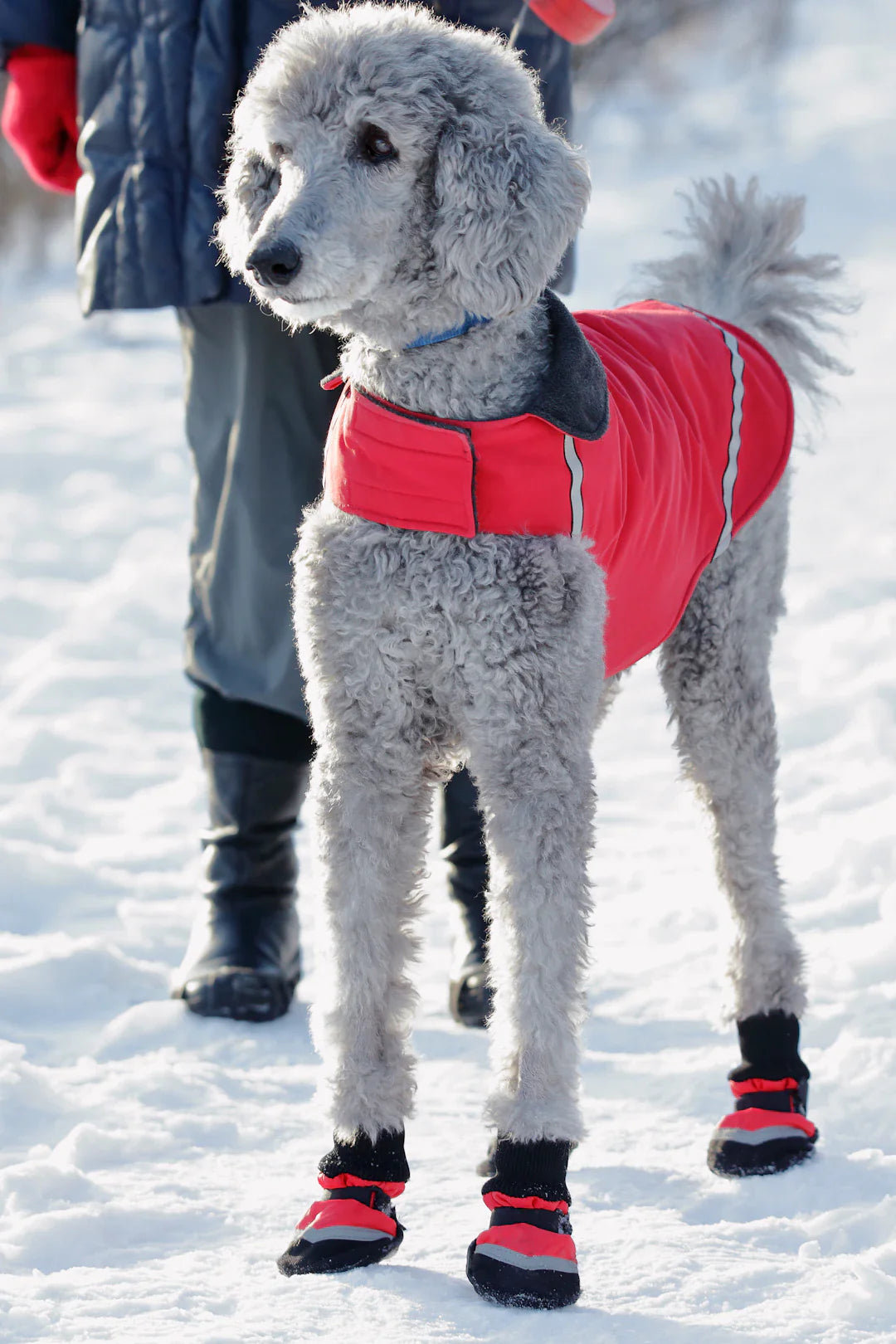 Vêtements personnalisés pour les amoureux des chiens
