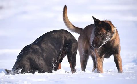 malinois looking in the snow