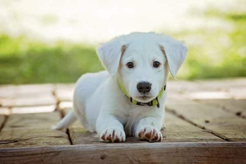 chiot arrête de faire pipi