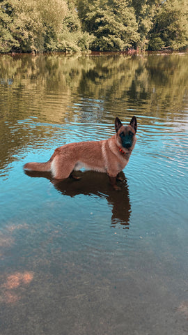 malinois swimming in water
