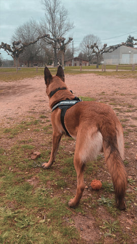 malinois harness
