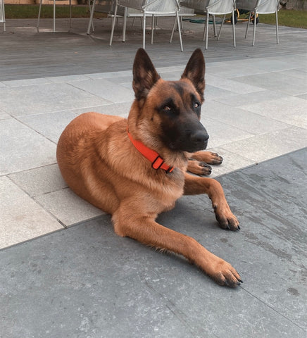 malinois on the terrace