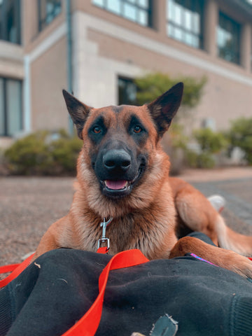 malinois longe city