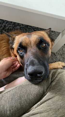 malinois black mask