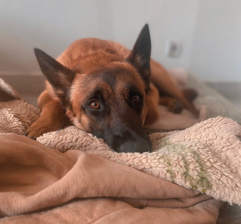 sleeping malinois