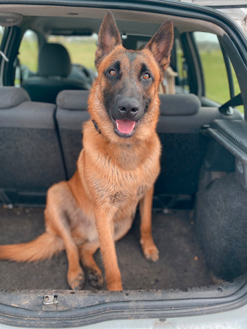 malinois in the trunk of a car