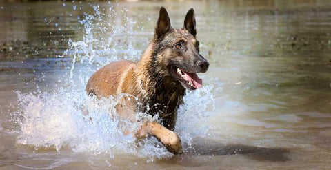 malinois in water bathing