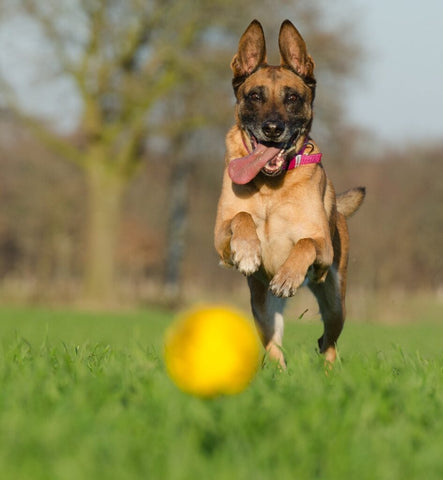 malinois toy ball