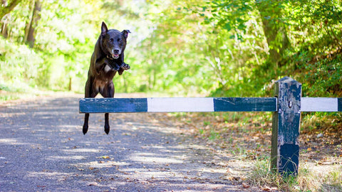 malinois course obstacle agility