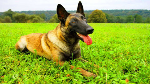 malinois sticks out his tongue and gasps