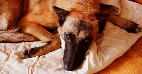 hot malinois at home