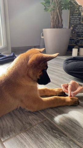 malinois puppy at home