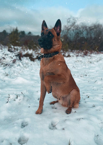 malinois in the snow