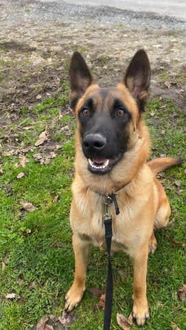 sitting order malinois