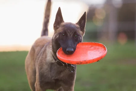 How to introduce your malinois to frisbee?