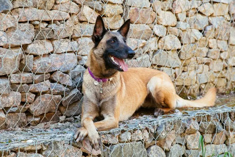 malinois fiche de race