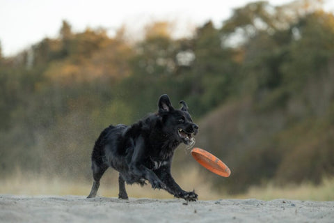 How to introduce your malinois to frisbee?