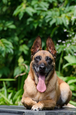 malinois who is hot and panting