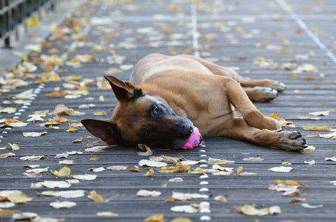 lying malinois ball