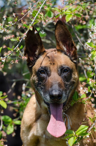 Malinois sticks out his tongue