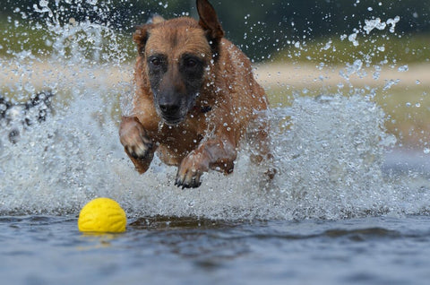 malinois swimming with a ball