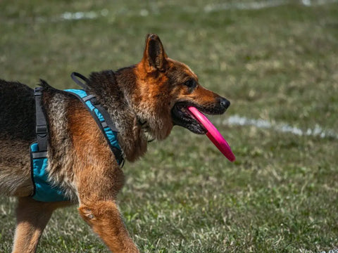 Comment initier son malinois au frisbee ?