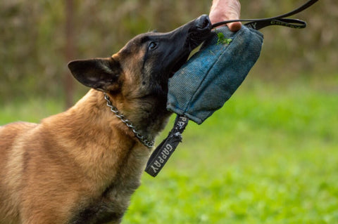 malinois ring biting pudding