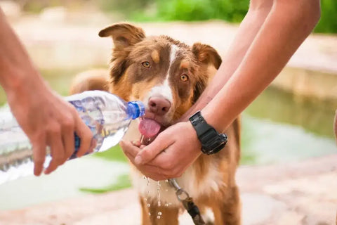 chien qui boit de l'eau