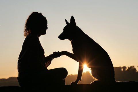 malinois dog giving paw