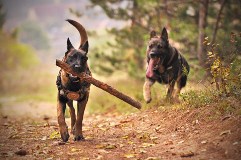 malinois running with a stick