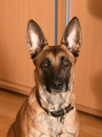 malinois shooting