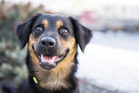 chien regarde dans les yeux