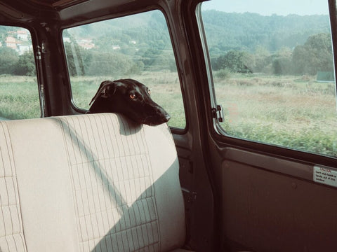 malinois dog waiting in the car