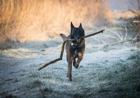 malinois seeks baton