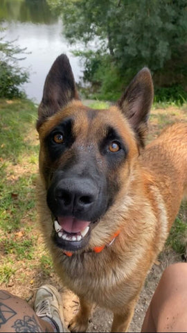 gaze of malinois